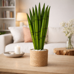 Műanyag szúrható anyósnyelv 67cm