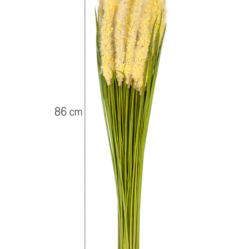 Selyem farkas farok fű